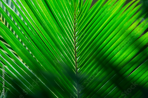 Palm leaf texture