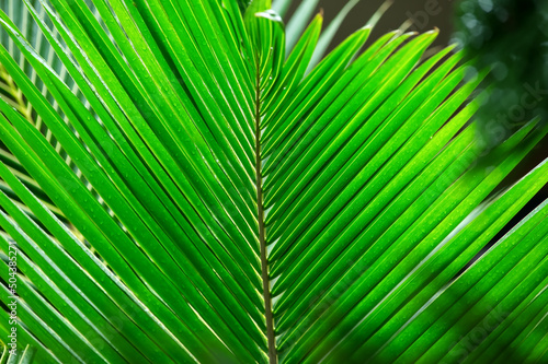 Palm leaf background  wallpaper