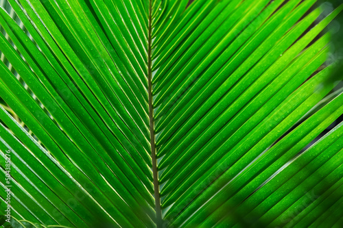   lose up of leaf. Palm leaf texture  background