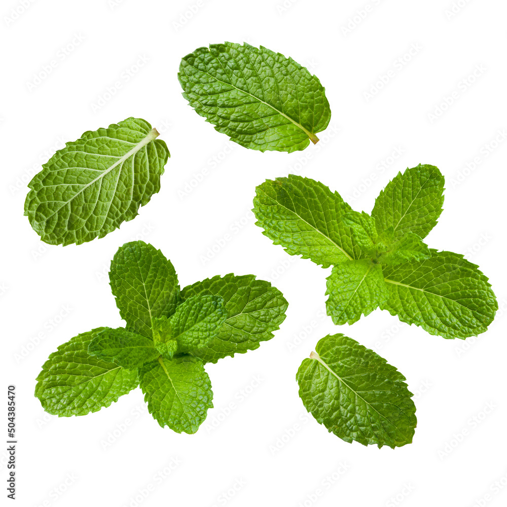 set of fresh green mint leaves isolated on white background. set of fresh green mint leaves isolated on white background.