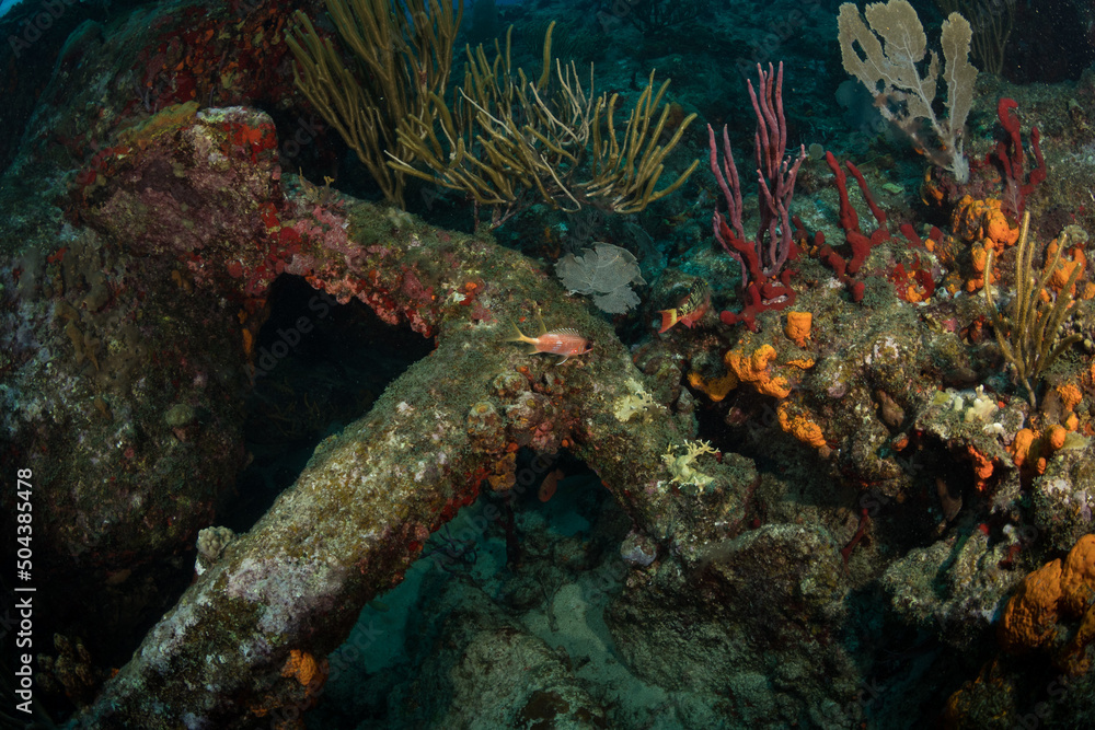 Anchor from HMS Proselyte, wrecked on the reef off the coast of Sint Maarten, Dutch Caribbean Anchor from HMS Proselyte, wrecked on the reef off the coast of Sint Maarten, Dutch Caribbean