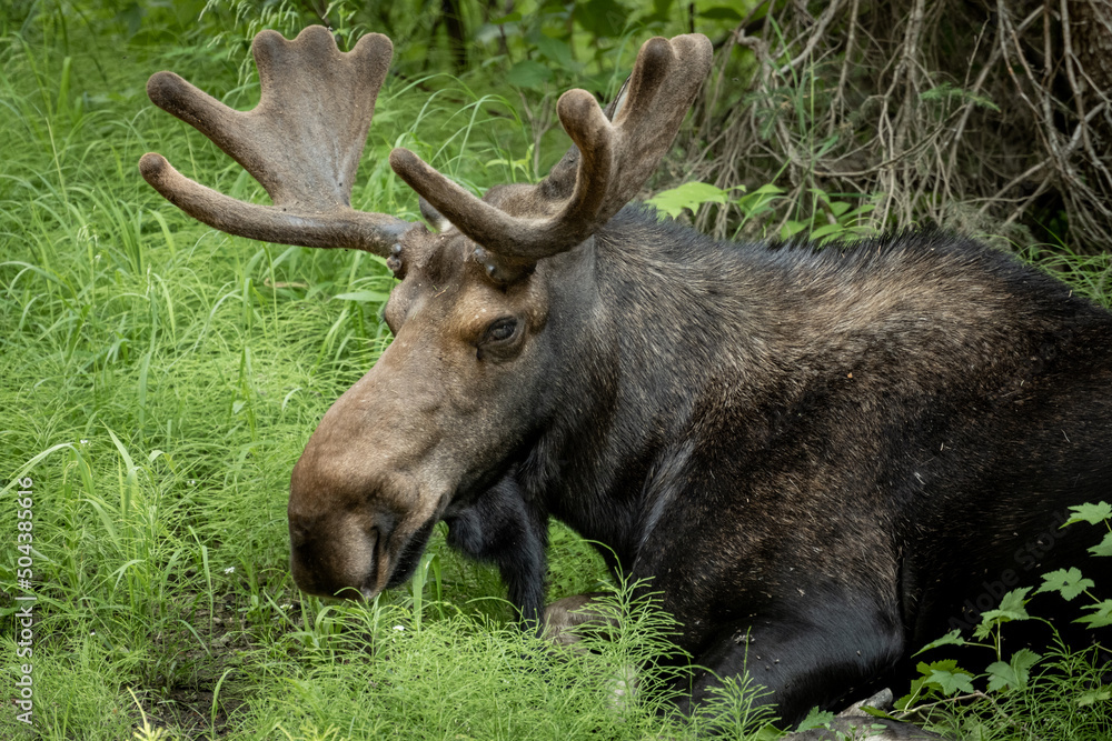 Bull Moose Rests In Tall Grass With Glassy Eyes Bull Moose Rests In Tall Grass With Glassy Eyes