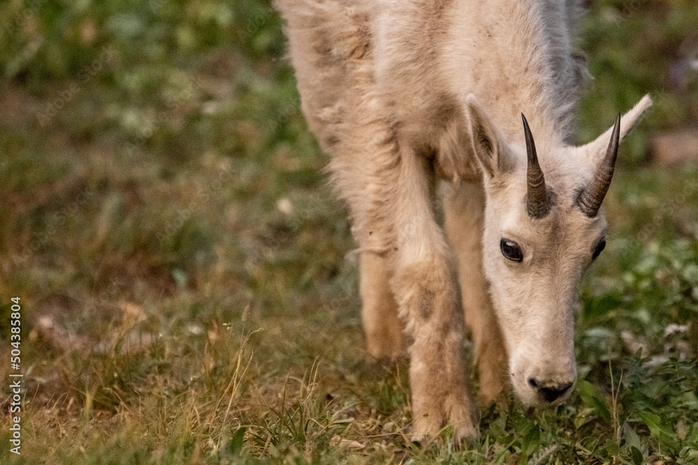 Young Mountain Goat Grazes In Grassy Meadow Young Mountain Goat Grazes In Grassy Meadow