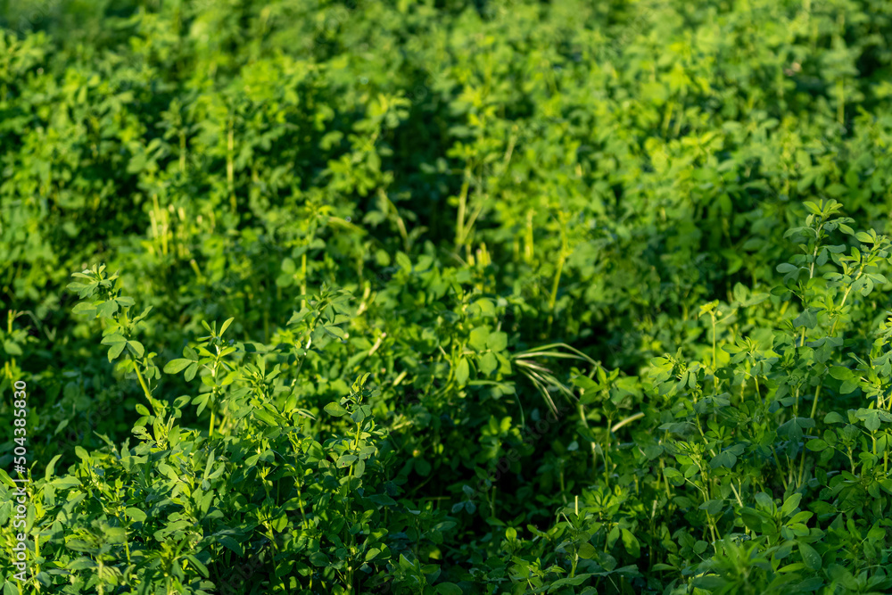 Selective focus shot of a moment in a field of alfalfa. Selective focus shot of a moment in a field of alfalfa.