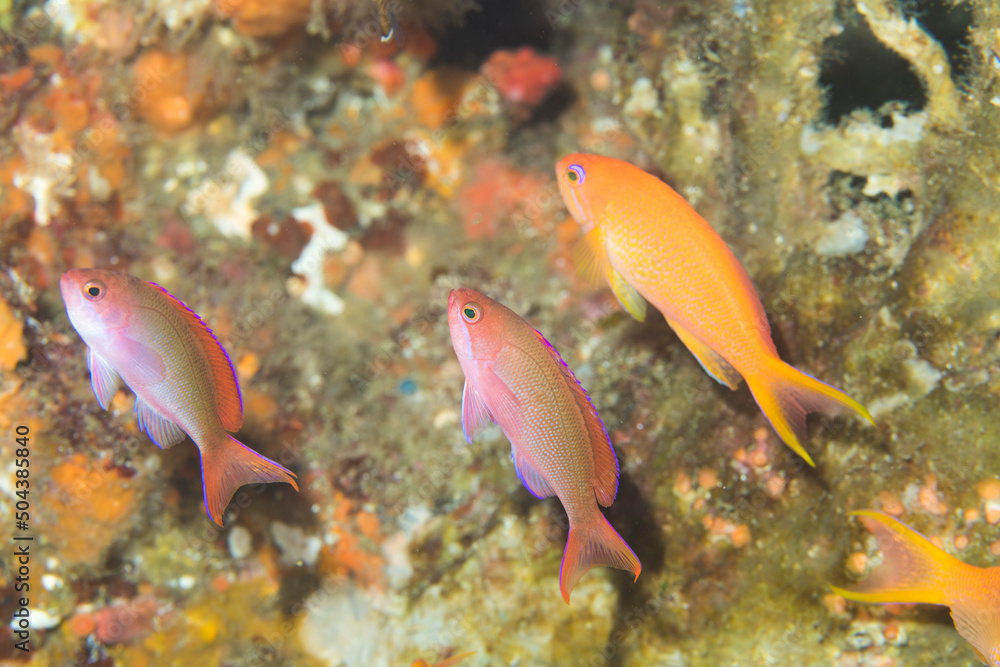 Fototapeta premium カシワハナダイ 伊豆 海 ダイビング 伊東