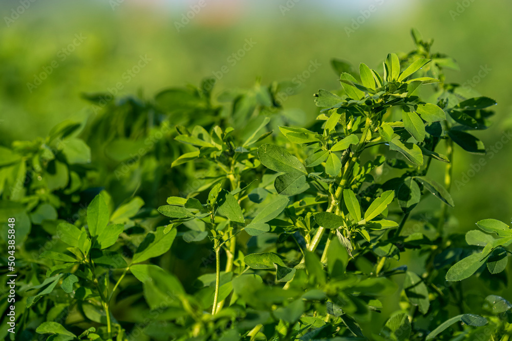 Close-up view of clover field with clovers shot with selective focus. Close-up view of clover field with clovers shot with selective focus.