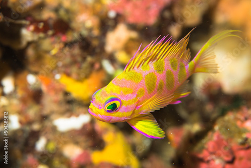 マダラハナダイ　伊豆　海　ダイビング　伊東