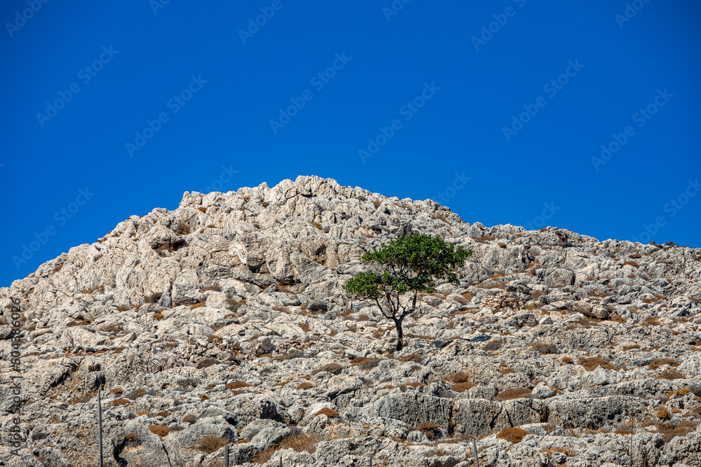 Lonely tree growing on Chalki island, Greece