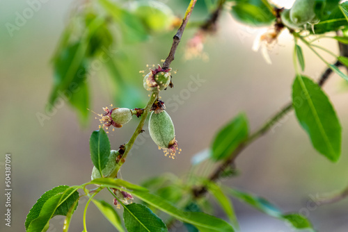 Close up of a tree with unripe almonds