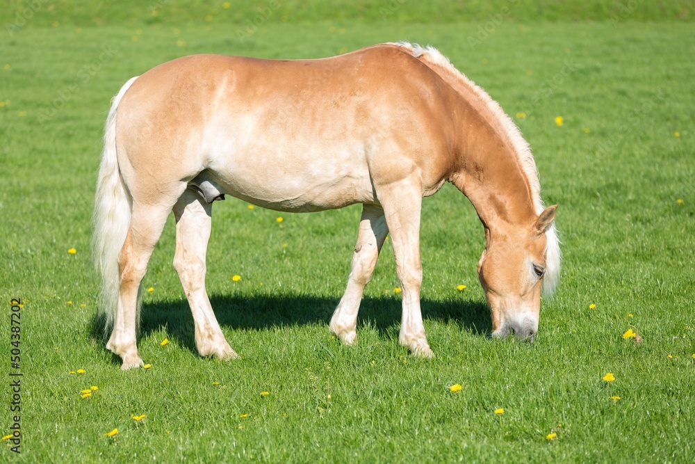 a grazing Haflinger pony on a fresh green meadow a grazing Haflinger pony on a fresh green meadow