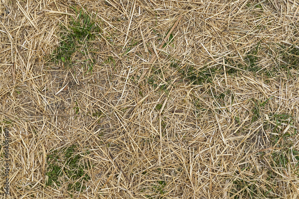 Natural background with yellow straw and green grass Natural background with yellow straw and green grass