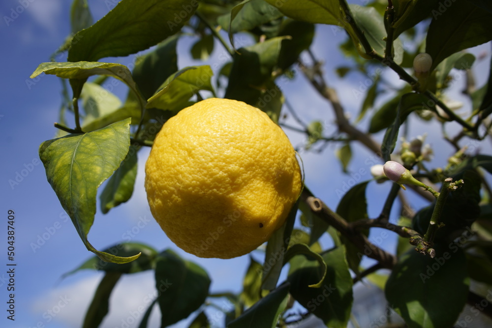 Citrus, limon Duplex, Rutaceae family. Berggarten, Hanover.