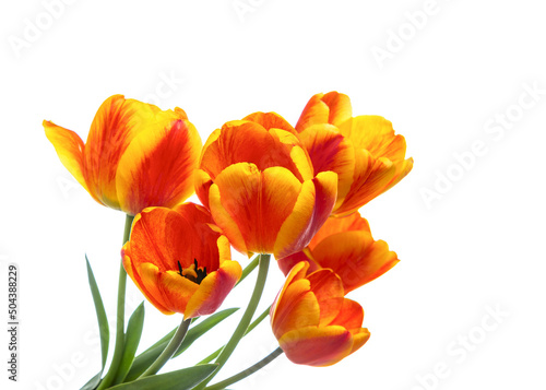 Bouquet of bright tulips isolated on white background. Copy space