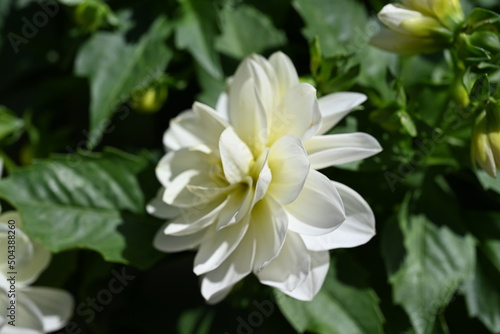 Elegant White Dahlia Flower in Full Bloom Surrounded by Glossy Dark Green Leaves