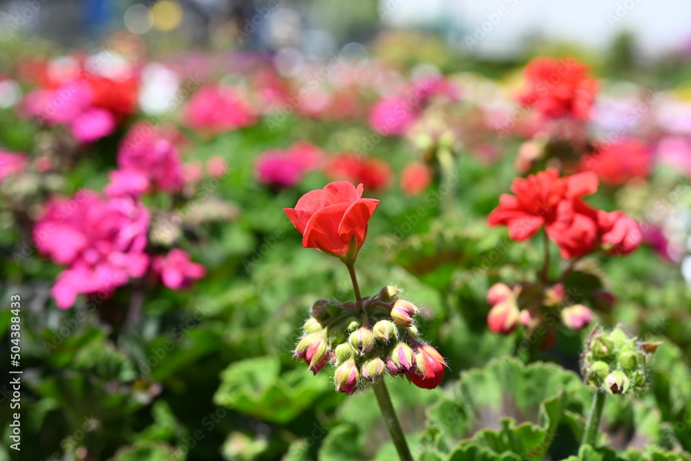  Pelargonium graveolens `Citronella`, often sold as Pelargonium citrosum, cultivar with deeply divided leaves and citronella like scent when crushed, not mosquito repellent