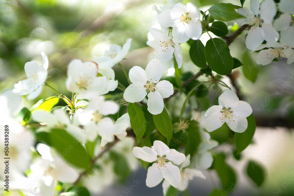 Blooming apple tree in spring. White flowers close up. Floral background with place for text. High quality photo