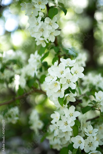 Blooming apple tree in spring. White flowers close up. Floral background with place for text. Vertical photo. High quality photo