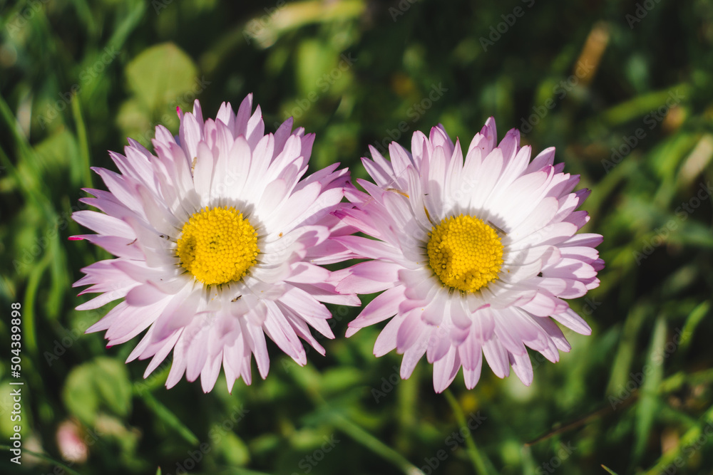 Two flower heads in the green grass. Formed as a symbol of infinity or the number eight Two flower heads in the green grass. Formed as a symbol of infinity or the number eight