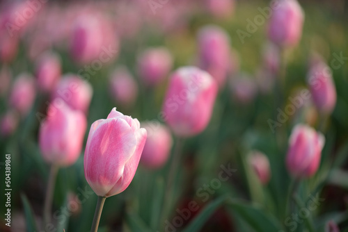 many pink tulip flowers grow in field with bokeh blur background
