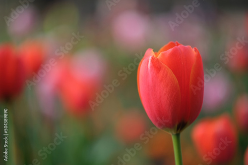 close up one bright red tulip flower with bokeh blur background