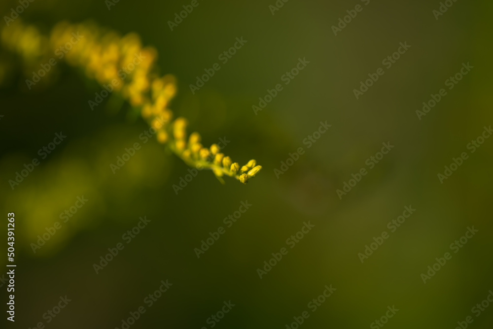 Nawłoć kanadyjska (Solidago canadensis L.) kwitnąca gałązka rośliny z rodziny astrowatych, ciemno zielone rozmyte tło, mała głębia ostrości. - obrazy, fototapety, plakaty 
