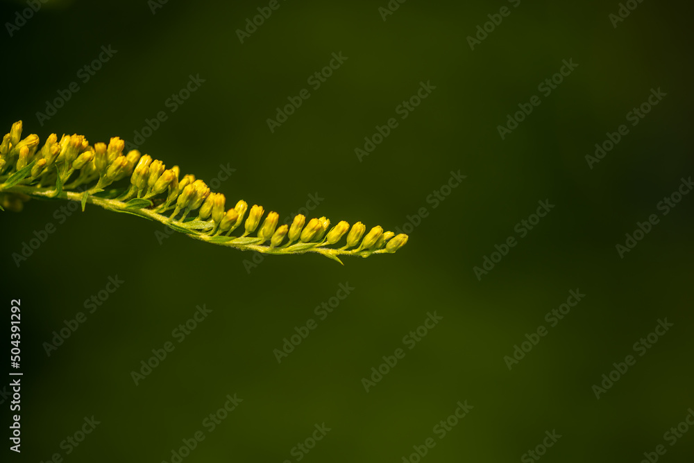 Nawłoć kanadyjska (Solidago canadensis L.) kwitnąca gałązka rośliny z rodziny astrowatych, ciemno zielony bokeh. - obrazy, fototapety, plakaty 