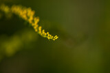 Nawłoć kanadyjska (Solidago canadensis L.) kwitnąca gałązka rośliny z rodziny astrowatych, ciemno zielone rozmyte tło, mała głębia ostrości.