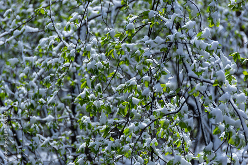 Świeże zielone liście pokryte białym śnieżnym puchem. Uginające się gałęzie pod śniegiem. Dużo światła słonecznego.