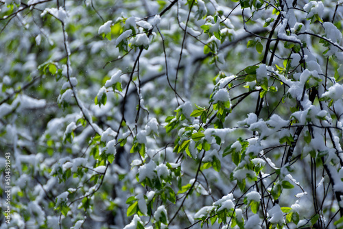 Świeże zielone liście pokryte białym śnieżnym puchem. Uginające się gałęzie pod śniegiem.