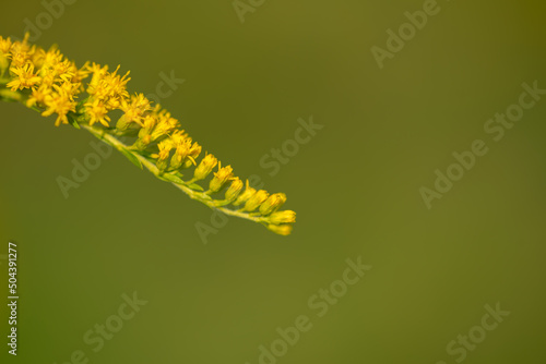 Nawłoć kanadyjska (Solidago canadensis L.) kwitnąca gałązka rośliny z rodziny astrowatych, jasno zielony bokeh. photo