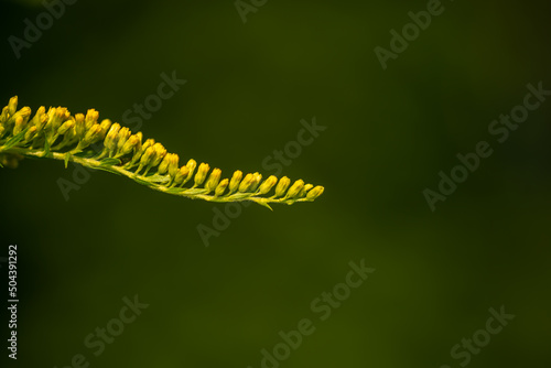 Nawłoć kanadyjska (Solidago canadensis L.) kwitnąca gałązka rośliny z rodziny astrowatych, ciemno zielony bokeh.