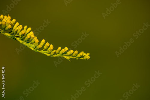 Nawłoć kanadyjska (Solidago canadensis L.) kwitnąca gałązka rośliny z rodziny astrowatych, Bokeh.