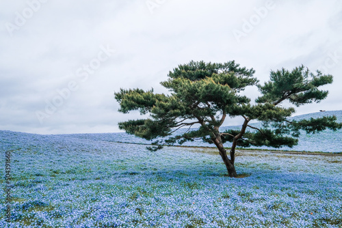 茨城県ひたちなか市のネモフィラ畑