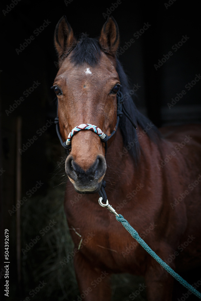 Fototapeta premium brown horse in the entrance of a stable