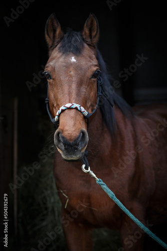 brown horse in the entrance of a stable © 13lichter by Simon K