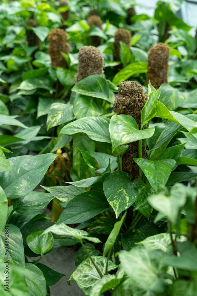 Golden Pothos Epipremnum aureum in nursery or floral shop to grow in flower pot along with moss pole for sale. Plant gardening. Golden Pothos Epipremnum aureum in nursery or floral shop to grow in flower pot along with moss pole for sale. Plant gardening.