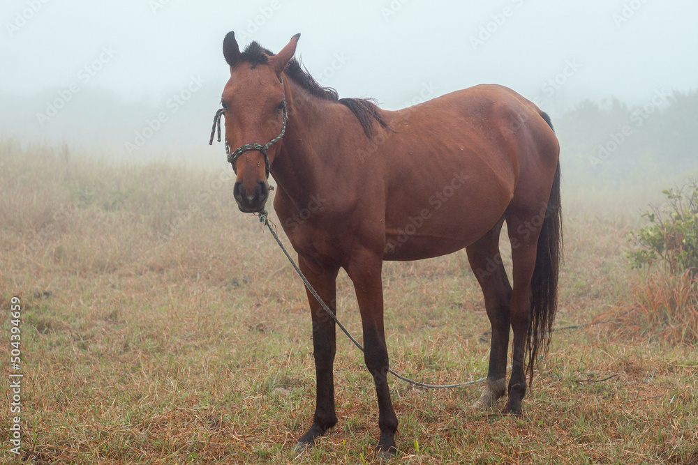 Horse in the field