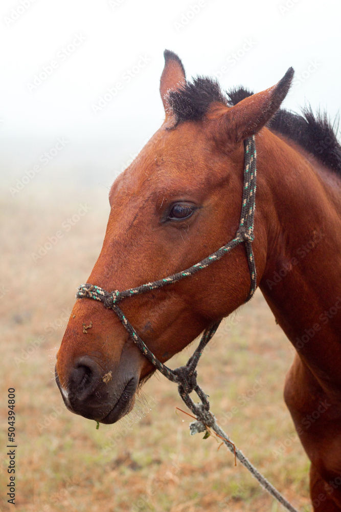 Obraz premium Portrait of a horse