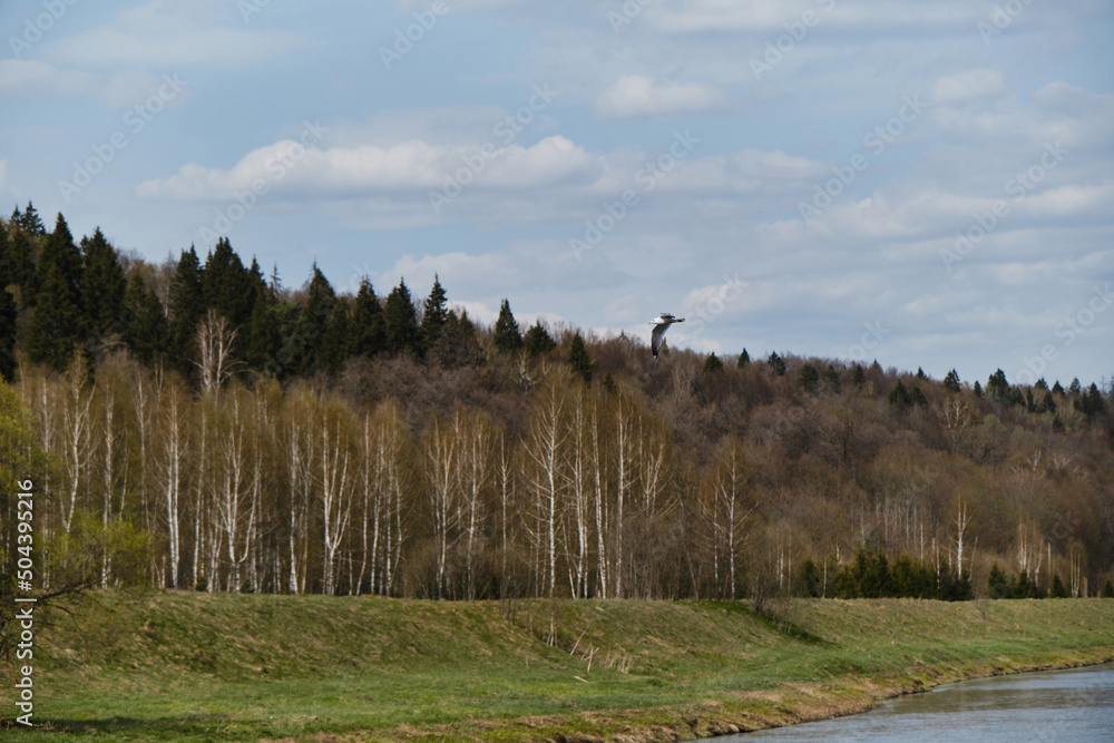 Nature of the Moscow region, the Moskva River in the countryside on a warm summer sunny day. A lonely white gull flies over the river against background of a spring forest.