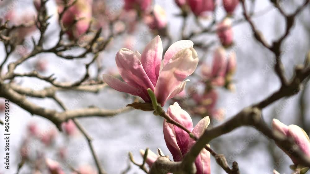Magnolia blossom tree twigs with flower petals in spring at breeze. Close up shot of branches with pink young half open blooming in the park garden at sunny spring day. Magnolia blossom tree twigs with flower petals in spring at breeze. Close up shot of branches with pink young half open blooming in the park garden at sunny spring day.
