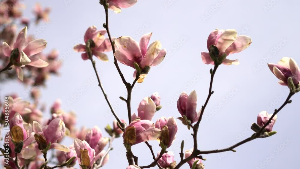 Pink young half open blooming Magnolia tree. Close up of magnolia blossoms twigs with buds in the spring season. Beautiful pink flowers of magnolia tree at breeze with moving branches. Pink young half open blooming Magnolia tree. Close up of magnolia blossoms twigs with buds in the spring season. Beautiful pink flowers of magnolia tree at breeze with moving branches.