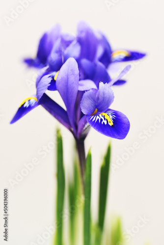 Bouquet of violet iris