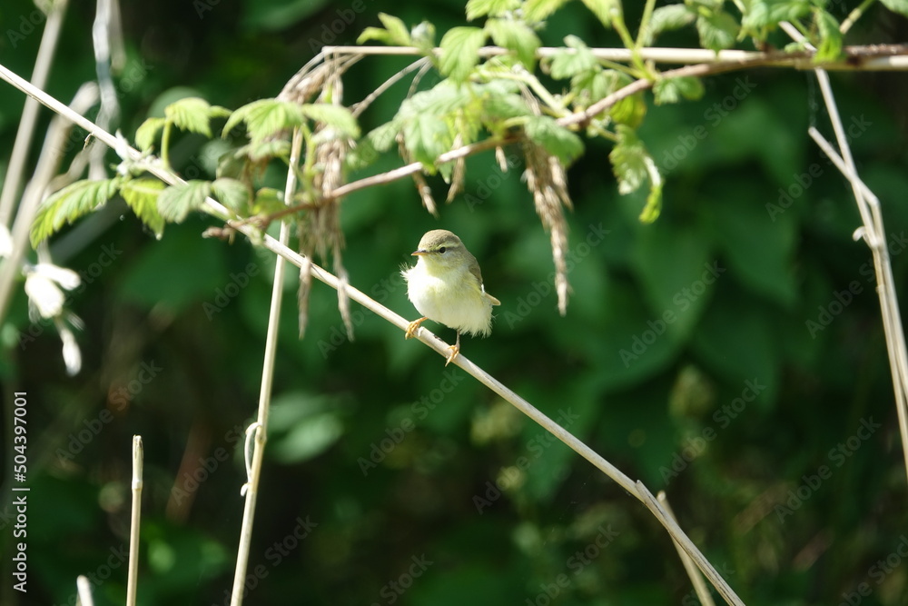 willow warbler (Phylloscopus trochilus) perched on reed stem willow warbler (Phylloscopus trochilus) perched on reed stem