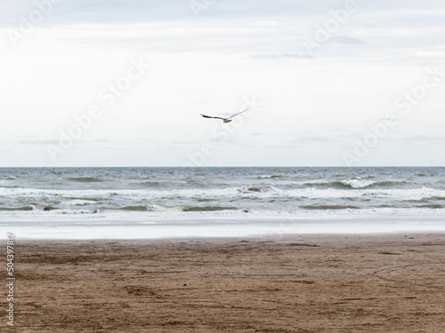 Seagull flying over the beach in a cloudy day