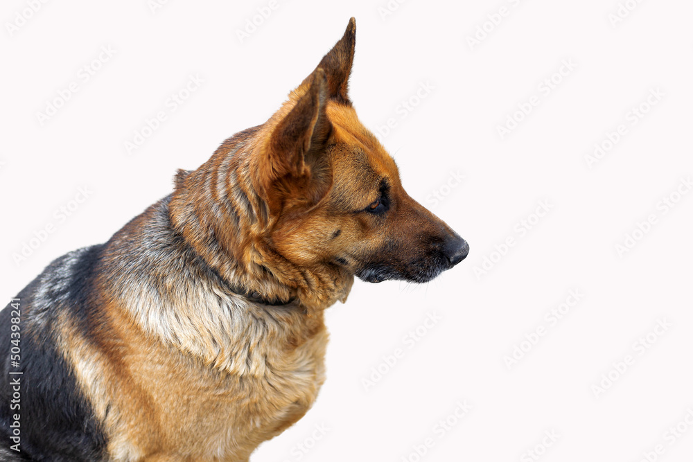 German shepherd on a white background. Purebred dog side view. German shepherd on a white background. Purebred dog side view.