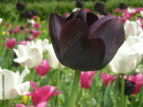 czarny tulipan w zbliżeniu