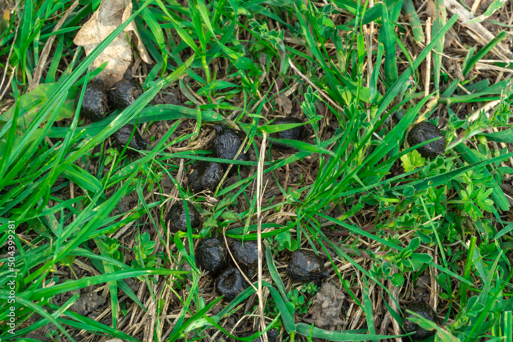 Closeup black color goat excrement. Faeces animal in the green grass