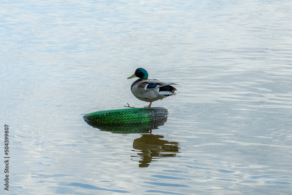 Obraz premium Wild mallard cleans feathers in the river. Head and neck male are green, chest is brown, back is gray. Birdlife anas platyrhynchos in nature.