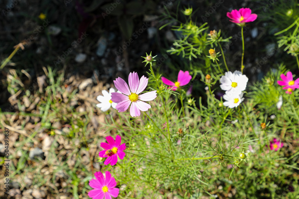 Several flowers, in different colors of the species Several flowers, in different colors of the species