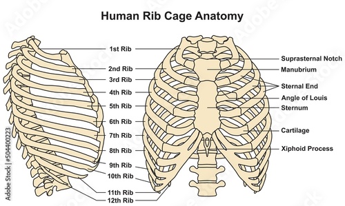 Human rib cage anatomy infographic diagram structure and parts bones sternum cartilage xiphoid process vertebra 3d illustration cartoon vector drawing medical science education scheme ribcage chart